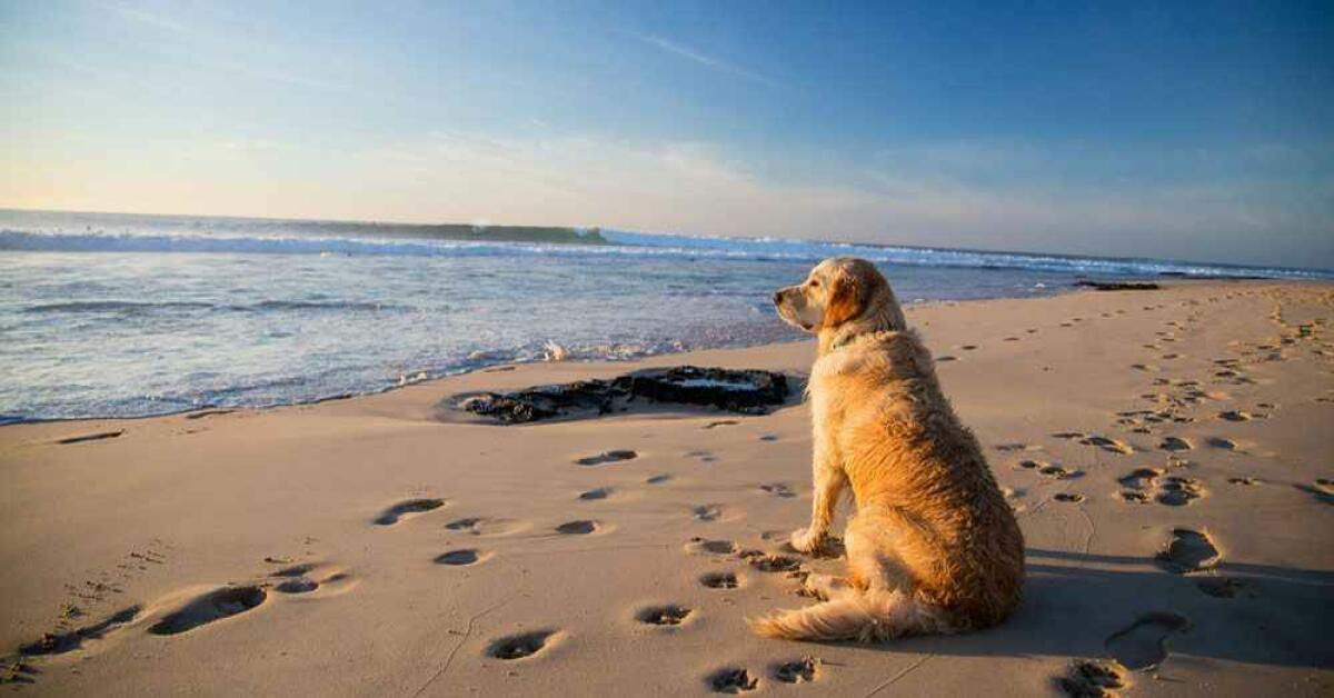 Piden en La Vila como en Alicante permitir perros en sus playas entre noviembre y marzo